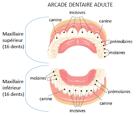 arcade_dentaire_adulte â€“ ACSSM Soins Infirmier Ã  domicile