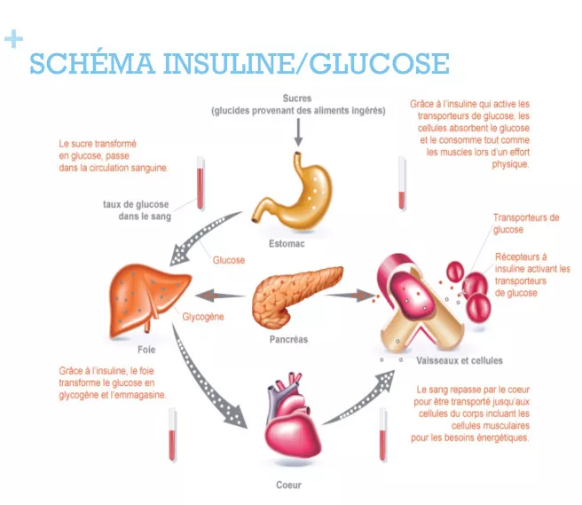 Action de l'insuline sur GLUT4 et le glycogène du foie // Source: https://les-soins-infirmiers.fr